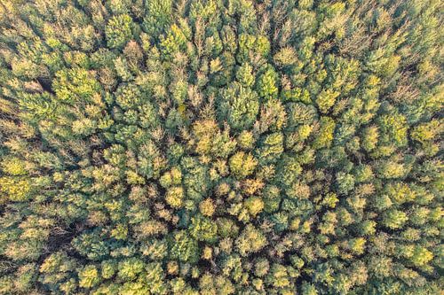 Herfstkleuren in het bos