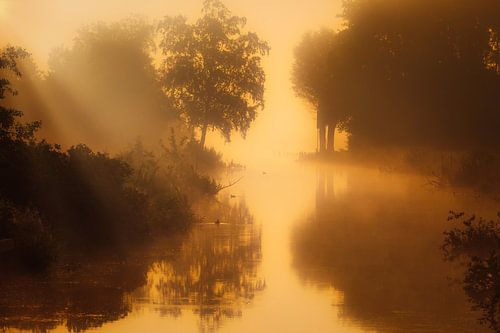 Een mistige landschap bij het Zuidlaardermeer in Drenthe