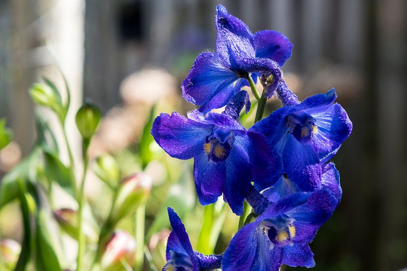 Nahaufnahme des Purpurblauen Rittersporn von Idema Media