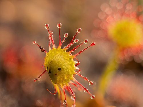 Sundew-1
