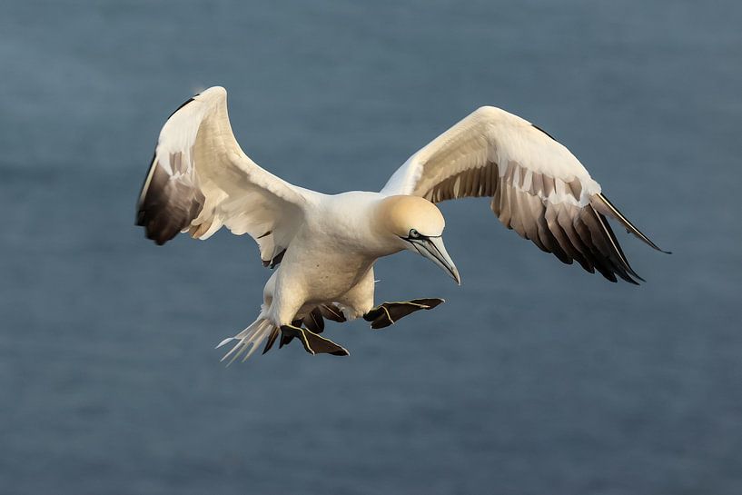 Flying John of Ghent by Anjella Buckens
