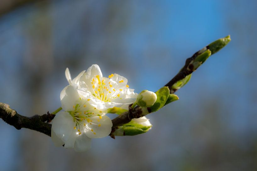 Bloesem by Moetwil en van Dijk - Fotografie