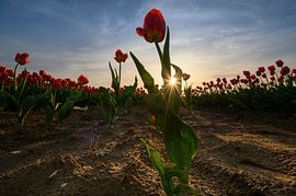 Tulpen beschenen door de zon by Michel Knikker
