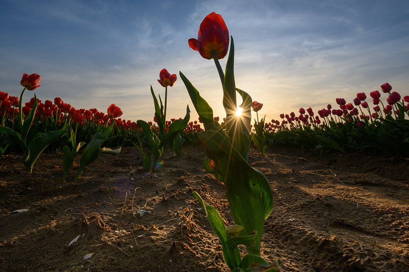 Tulpenfeld in den Niederlanden von Michel Knikker