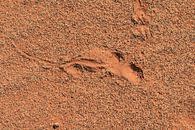 Abdruck einer Zauneidechse im roten Wüstensand. von Bobsphotography Miniaturansicht