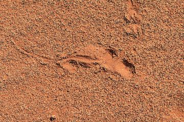 Abdruck einer Zauneidechse im roten Wüstensand. von Bobsphotography