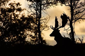 Laatste licht van de dag
