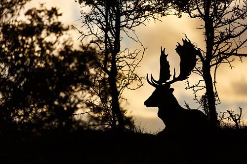 Laatste licht van de dag