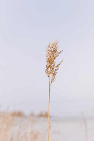 beach minimal art by Heleen Jacobse
