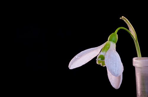 Sneeuwklokje voor een zwarte achtergrond