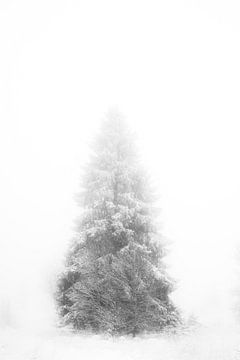 'WINTER', bomen in de mist. Zwart-wit fotografie.