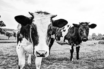 Vaches au pâturage Noir et blanc