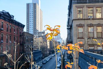 Highline New York by Lisa Stelzel