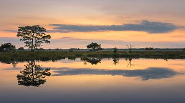 Dwingelderveld Holtveen van Marga Vroom