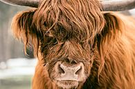 Scottish Highlander cattle in the snow in a forest by Sjoerd van der Wal Photography thumbnail