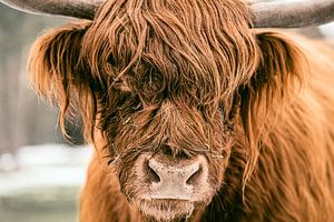 Schottische Highlander-Rinder im Schnee in einem Wald