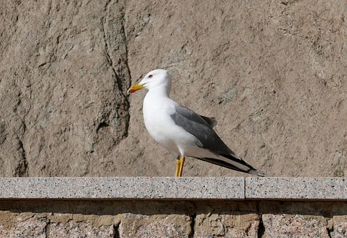 Möwe sonnt sich auf einer Mauer vor den Felsen