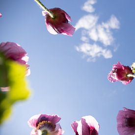 Roze klaprozen van onderen kijken naar de hemel van Fotos by Jan Wehnert