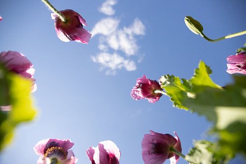 Roze klaprozen van onderen kijken naar de hemel