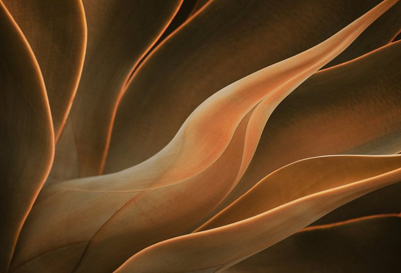Fuchsschwanz-Agave im Frühherbst von Robin Wechsler