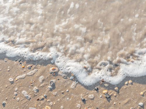 Nederlandse strandschelpen van Dagmar Pels