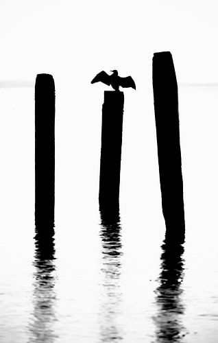 Waddenzee bij Texel.