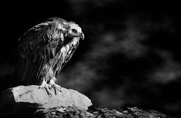 The vulture on the rock by Maickel Dedeken