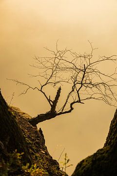 Dead tree on the sandstone by Sylvio Dittrich