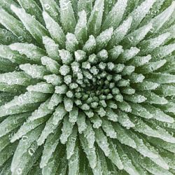 Close Up Naturfotografie