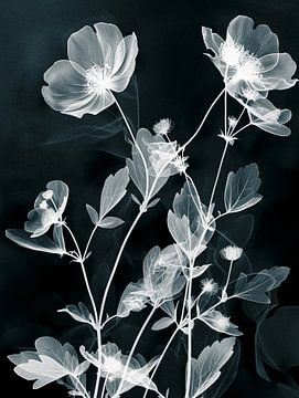 black-and-white photogram of a plant emt flowers in the style of american photo's from the '20s by Roger VDB