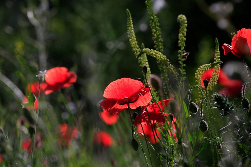 Mohnblume von Thomas Jäger