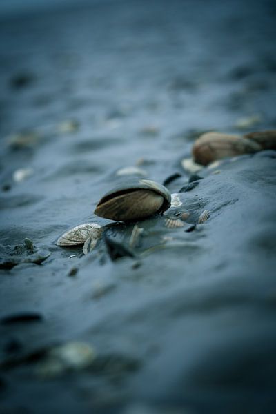beach life by Rene scheuneman