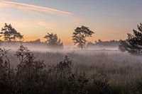 Stille vor Sonnenaufgang auf der Kampina