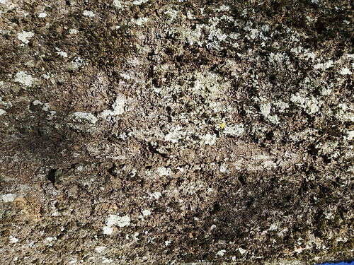 Tree Trunk Structures No. 25