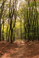 Pad door het bos in herfstkleuren op de Veluwe