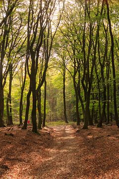 Wanderweg durch den Wald in herbstlichen Farben auf der Veluwe