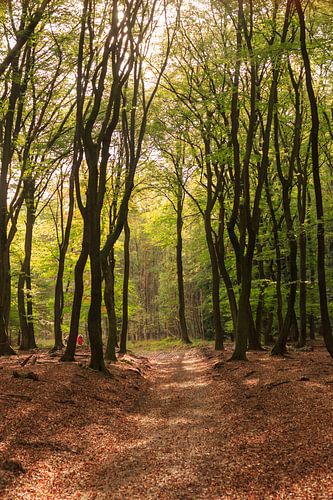 Pad door het bos in herfstkleuren op de Veluwe