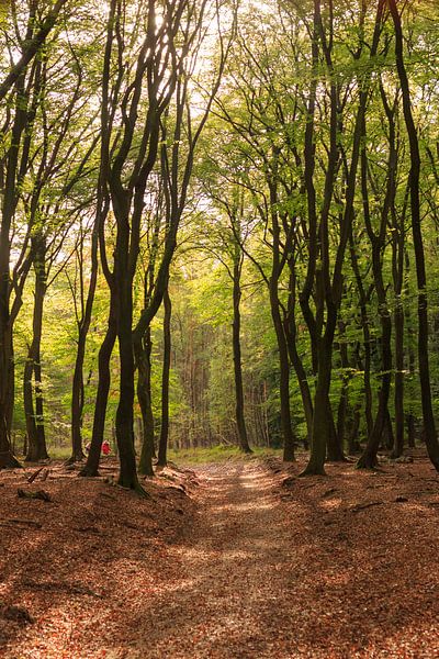 Wanderweg durch den Wald in herbstlichen Farben auf der Veluwe von Photo Henk van Dijk