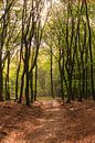 Wanderweg durch den Wald in herbstlichen Farben auf der Veluwe von Photo Henk van Dijk Miniaturansicht