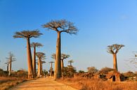 Madagaskar Baobab dorp van Dennis van de Water thumbnail