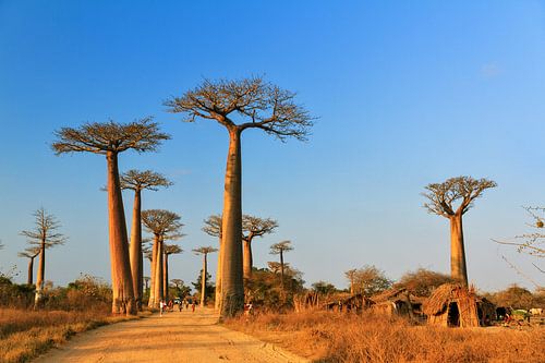 Madagaskar Baobab dorp