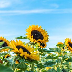 Sunflowers against blue sky by Florian Kunde