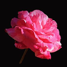 La Rose sur Leon Polko