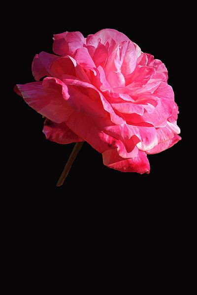 La Rose par Leon Polko