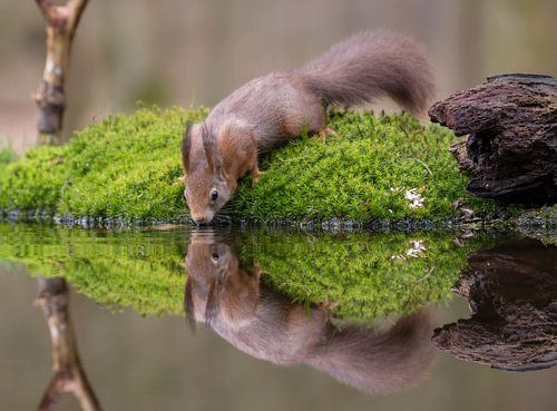 Drinkende Rode Eekhoorn