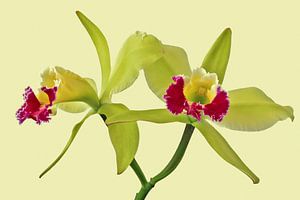 Orchidee - Cattleya Green Cherry