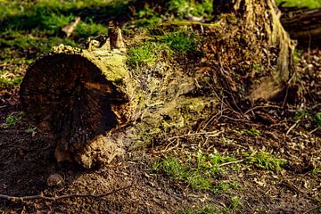 boom stronk von Richard Csorba