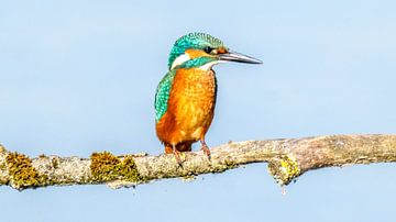 IJsvogel van Kees van den Burg
