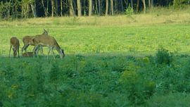 Herten, Zwijnen sur Gijs van Veldhuizen