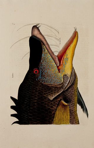 The natural history of Carolina- Marcus Catesby, 1731 - Collectie Teylers Museum